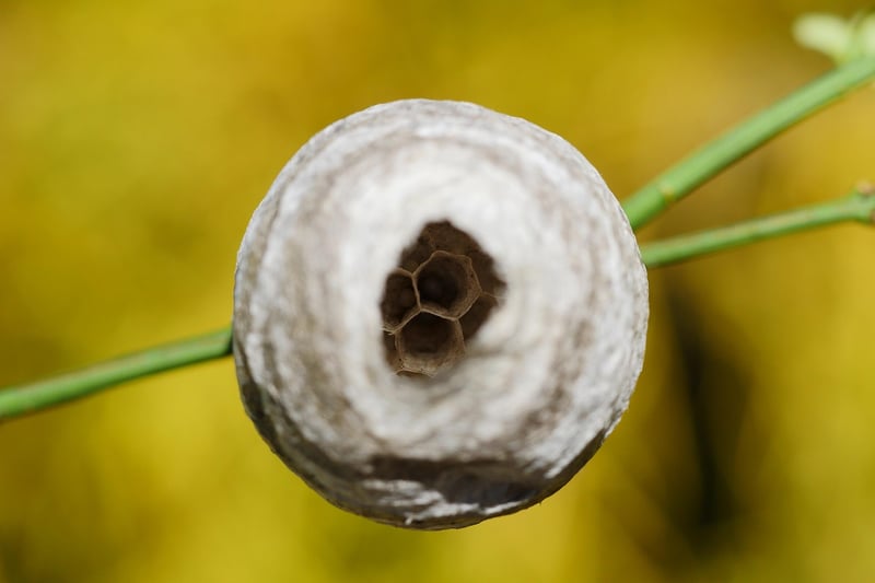 Repellent Plants