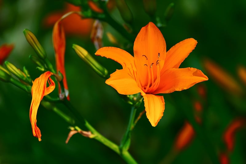 Garden Landscape